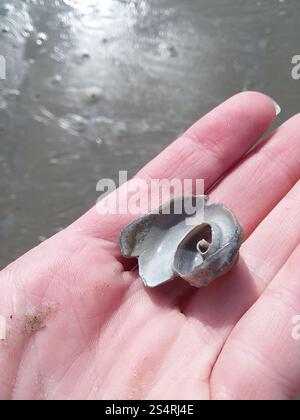 Channeled Whelk (Busycotypus canaliculatus) Stockfoto