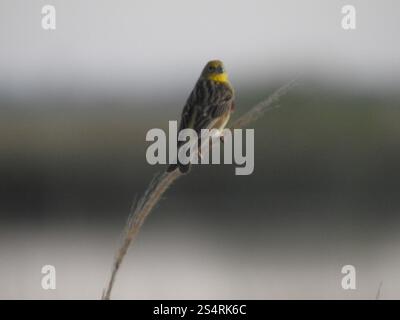 Grünlandgelbfink (Sicalis luteola) Stockfoto