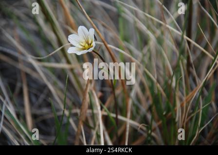 Schneeglöckchen (Gagea serotina) Stockfoto