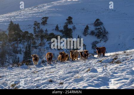 Highland Cattle auf einem Winterhang in der Nähe von West Linton in den Pentland Hills in Schottland. Stockfoto