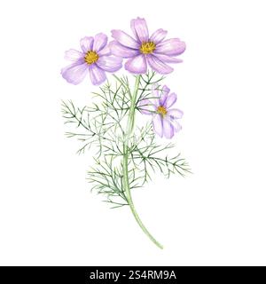 Aquarell zarte rosa Kosmos Blumenstrauß Illustration. Cosmea Blumen, mexikanischer Asterzweig. Sommer mit Blumenmuster, Herbstelement für die Gestaltung der Hochzeit Stockfoto