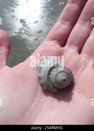 Channeled Whelk (Busycotypus canaliculatus) Stockfoto