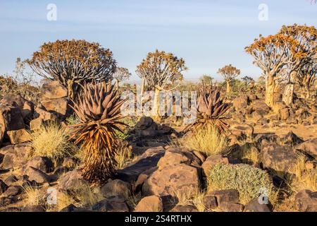 Landschaft von Köcherbäumen mit einigen verstreuten Aloen im Köcherbaumwald am Keetmans Hoop in Namibia Stockfoto