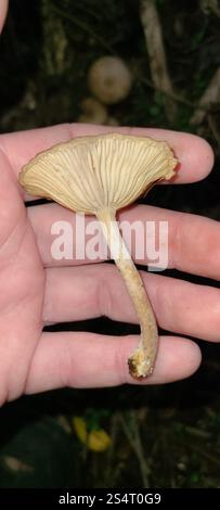 Austral-Honigpilz (Armillaria novae-zelandiae) Stockfoto