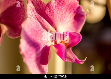 Makrofoto des schönen violetten Orchidee Stockfoto