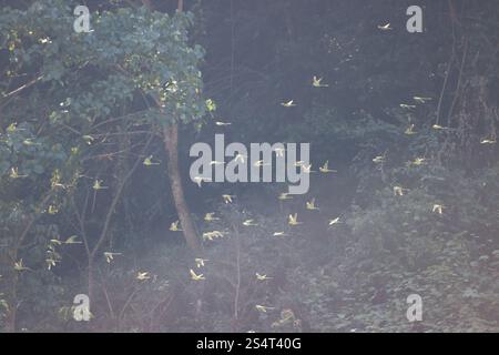 Schiefersittich (Psittacula himalayana) Stockfoto