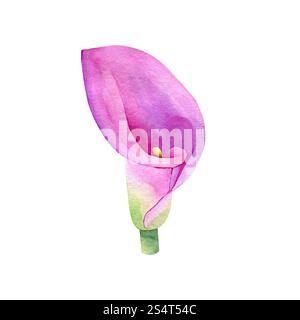 Calla Lilie Aquarell handgezeichnet isoliert auf weißem Hintergrund. Blumenabbildung. Rosafarbene Blume Clipart für Grußkarten, Hochzeitseinladungen Stockfoto