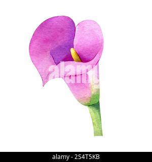 Calla Lilie Aquarell handgezeichnet isoliert auf weißem Hintergrund. Blumenabbildung. Rosafarbene Blume Clipart für Grußkarten, Hochzeitseinladungen Stockfoto