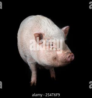 Rosafarbenes Miniaturschwein vor schwarzem Hintergrund Stockfoto