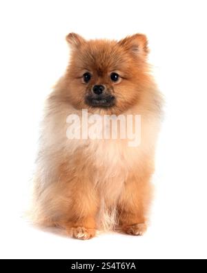 Junge pomeranian vor weißem Hintergrund Stockfoto