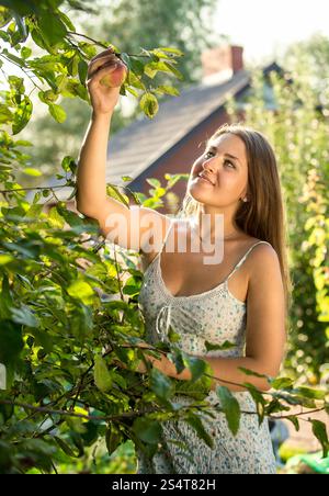Lächelnde Frau pflücken Äpfel von den Bäumen auf Bauernhof am sonnigen Tag Stockfoto