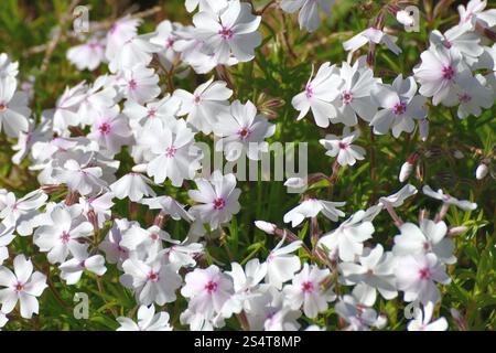 Phlox subulata - die niedrig wachsende, kriechende Zierblume Stockfoto