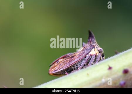 Dreihörner Baumstampfer (Acanthuchus trispinifer) Stockfoto