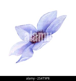 Aquarell Hand gezeichnete Clematis Blume isoliert auf weißem Hintergrund. Clipart-Element mit Blumenmuster. Botanische Illustration für Grußkarten, Hochzeitseinladungen Stockfoto