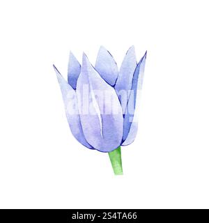 Aquarell Hand gezeichnete Clematis Blume isoliert auf weißem Hintergrund. Clipart-Element mit Blumenmuster. Botanische Illustration für Grußkarten, Hochzeitseinladungen Stockfoto
