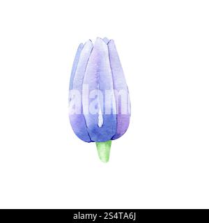 Aquarell Hand gezeichnete Clematis Blume isoliert auf weißem Hintergrund. Clipart-Element mit Blumenmuster. Botanische Illustration für Grußkarten, Hochzeitseinladungen Stockfoto