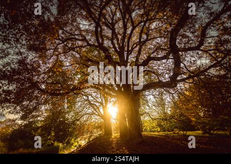 Schön getönten Foto der Sonne durch großen Baum im herbstlichen Wald Stockfoto