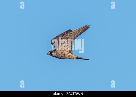 Peregrine Falke (Falco peregrinus) im Flug gegen einen blauen Himmel, Großbritannien Stockfoto
