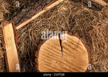 Nahaufnahme Foto von Baumstämmen auf Heu liegend Stockfoto