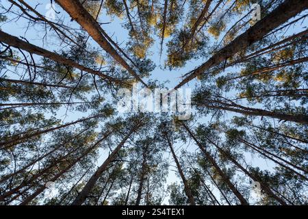 Blick von oben auf die Tannen im Wald nach oben Stockfoto