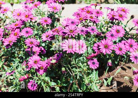 Veilchen Gänseblümchen (Osteospermum - Osteospermum Ecklonis) am Blumenbeet im Frühjahr blühen Stockfoto