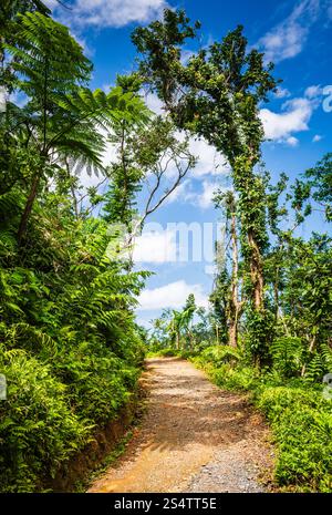 Der Angelito Trail im El Yunque National Forest ist eine beliebte und einfache Wanderung, die mit einem erfrischenden natürlichen Pool am Río Mameyes (Fluss Mameyes) endet. Stockfoto