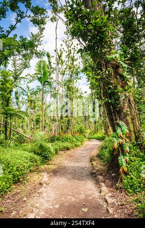 Rio Grande, Puerto Rico - 6. März 2018: Der Angelito Trail im El Yunque National Forest ist eine beliebte und leichte Wanderung endet mit einer erfrischenden natürlichen Schlucht Stockfoto