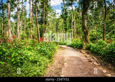 Rio Grande, Puerto Rico - 6. März 2018: Der Angelito Trail im El Yunque National Forest ist eine beliebte und leichte Wanderung endet mit einer erfrischenden natürlichen Schlucht Stockfoto