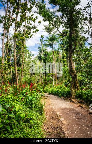 Rio Grande, Puerto Rico - 6. März 2018: Der Angelito Trail im El Yunque National Forest ist eine beliebte und leichte Wanderung endet mit einer erfrischenden natürlichen Schlucht Stockfoto