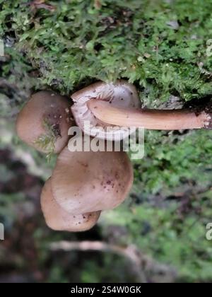 Austral-Honigpilz (Armillaria novae-zelandiae) Stockfoto