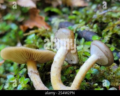 Austral-Honigpilz (Armillaria novae-zelandiae) Stockfoto