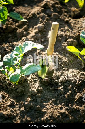 Nahaufnahme Foto des kleinen Spaten mit Holzgriff in das Beet stecken Stockfoto
