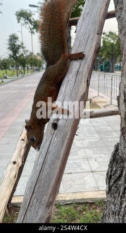 Eichhörnchen Pallas (Callosciurus erythraeus) Stockfoto