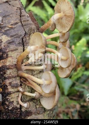 Austral-Honigpilz (Armillaria novae-zelandiae) Stockfoto