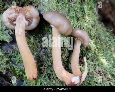 Austral-Honigpilz (Armillaria novae-zelandiae) Stockfoto