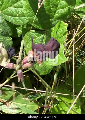 Violette Buschbohne (Macroptilium atropurpureum) Stockfoto