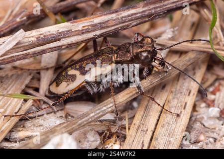 Neuseeland gemeiner Tigerkäfer (Neocicindela tuberculata) Stockfoto