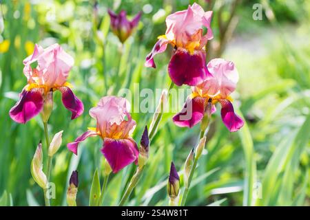 hohen Bartiris Blumen auf Wiese im Sommer Stockfoto