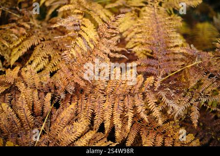 Nahaufnahme trockener Gelbfarne im Herbstwald. Minimalistischer natürlicher Hintergrund. Die Natur des Südwestens Serbiens in der Stadt Zlatibor Stockfoto