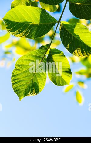 natürlichen Hintergrund - Hintergrundbeleuchtung grün Blätter der Walnussbaum und blauer Himmel im Sommer Stockfoto