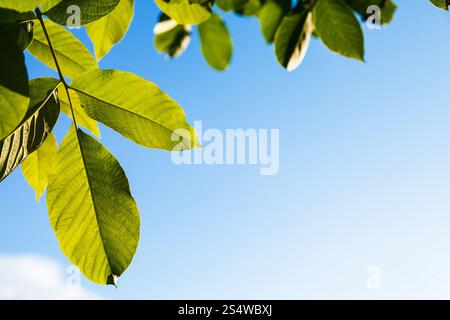 natürlichen Hintergrund - beleuchtete grüne Blätter der Walnussbaum und blauer Himmel im Sommer Stockfoto