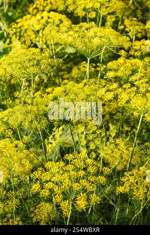 gelbe Blumen auf Dill Kraut im Garten im Sommerabend Stockfoto