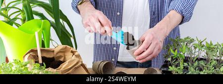 Ein Mann pflanzt junge Tomaten- und Paprikensetzlinge in Öko-Töpfe um, pflanzt Setzlinge aus Plastikbehältern in Torftöpfe um, bereitet sich auf die Frühlingspflanzung in den Boden vor, Banner Stockfoto