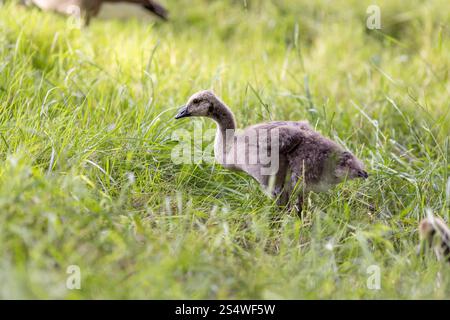 Ein einzelner flauschiger Gosling steht in hohem Gras und pickt am Boden, während er die Umgebung erkundet. Die weichen Federn und die zarte Körperhaltung sorgen für einen Stockfoto