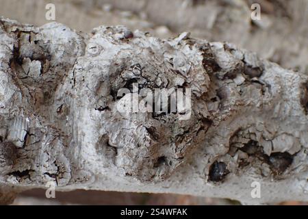 Buchenrinde Canker-Pilz (Neonectria faginata) Stockfoto