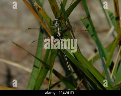 Gelb gestreifter Jäger (Austrogomphus guerini) Stockfoto
