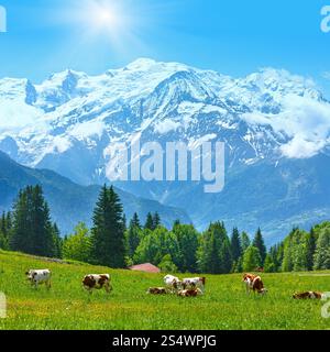 Herde Kühe auf blühende Waldwiese und Mont Blanc Bergmassiv (Tal von Chamonix, Frankreich, Blick vom Plaine Joux Stadtrand). Stockfoto