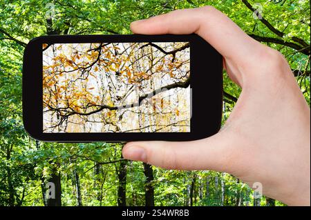 Natur-Konzept - Fotografien touristische Bild des Wandels von Sommer und Herbst auf smartphone Stockfoto