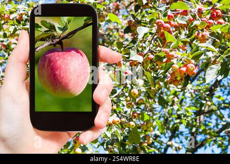 Gartenkonzept - Fotografien Landwirt Bild von Reifen pink Apple im Freien mit Apfelbaum im Hintergrund auf smartphone Stockfoto