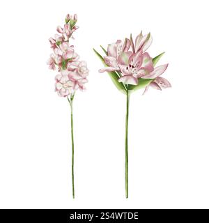 alstroemeria und Mathiolla. Set mit Aquarellblumen. Vintage-Illustration. Rosafarbene Blüten an langen Stielen. Mathiolla ähnelt Flieder. Erstellen Stockfoto